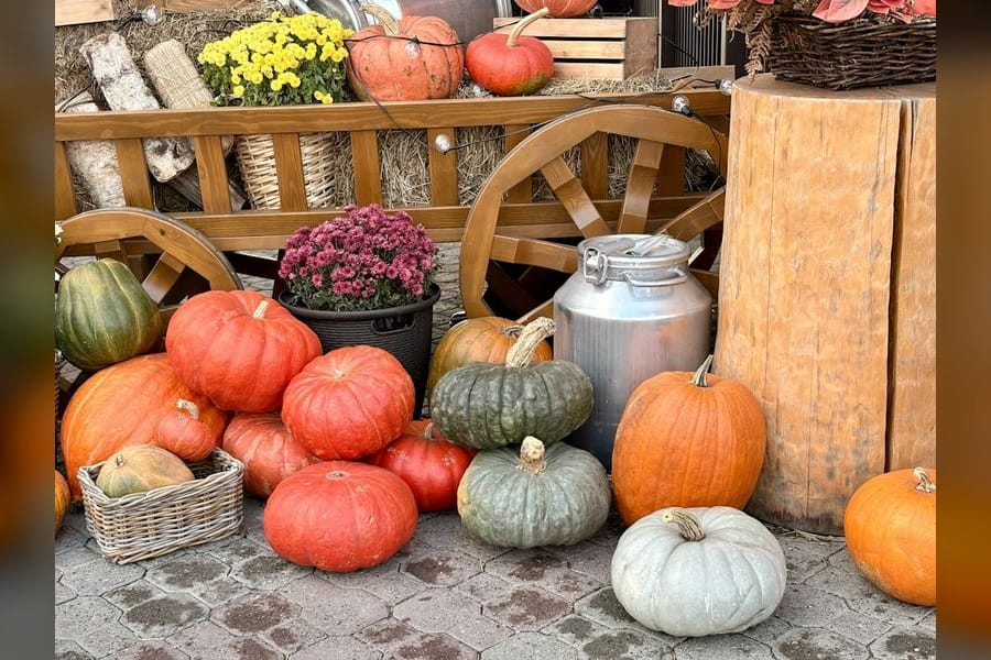 Photo for BOOMONT Fall Festival
