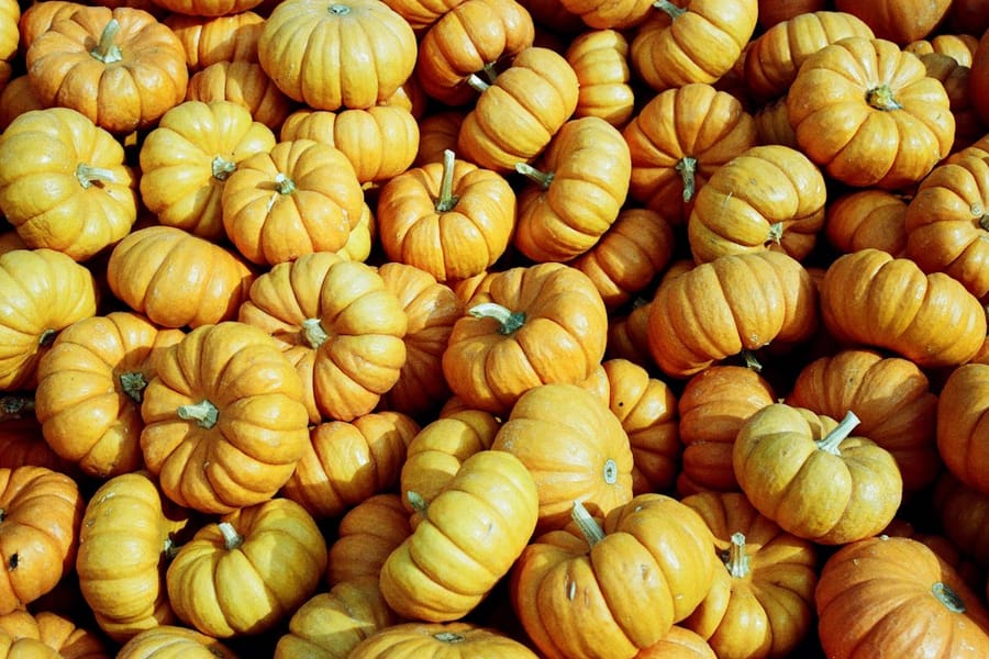 Photo for 4th Annual Fall Party