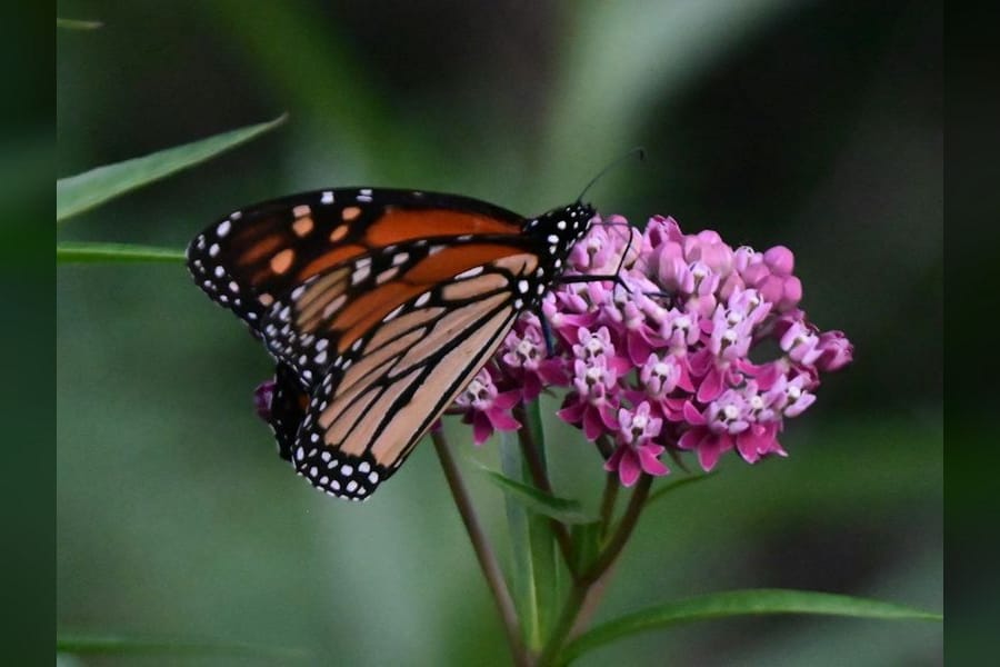 Photo for Lunch & Learn: Butterfly Gardening with the Master Gardeners