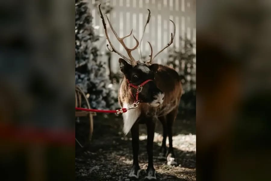 Photo for Reindeer Games Day