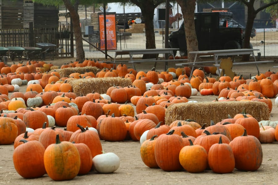 Photo for The Pumpkin Patch at Wesley