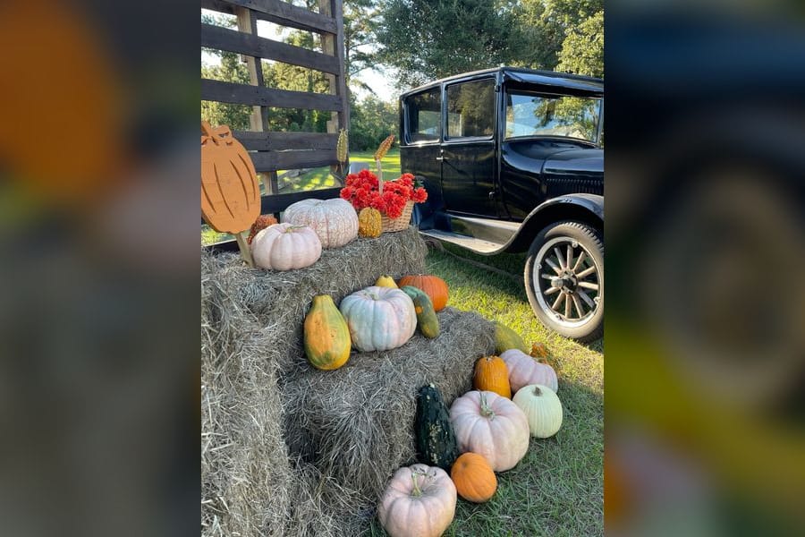 Photo for A Lively Pumpkin Patch