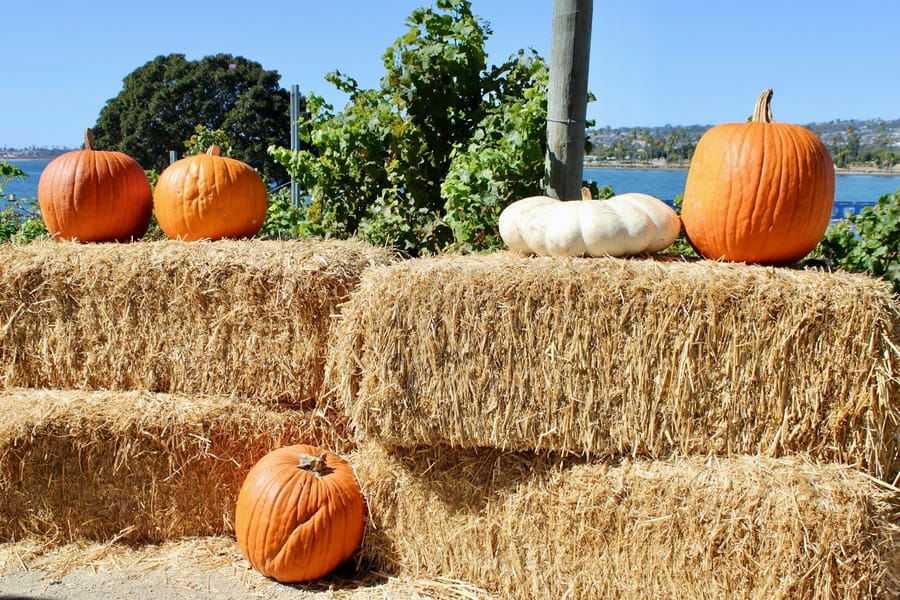 Photo for Woodcrest Pumpkin Patch