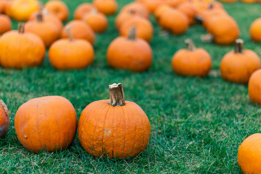 Photo for Mayor Moses' Pumpkin Patch