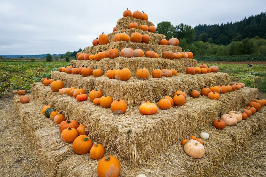 Photo for Faith Pumpkin Patch
