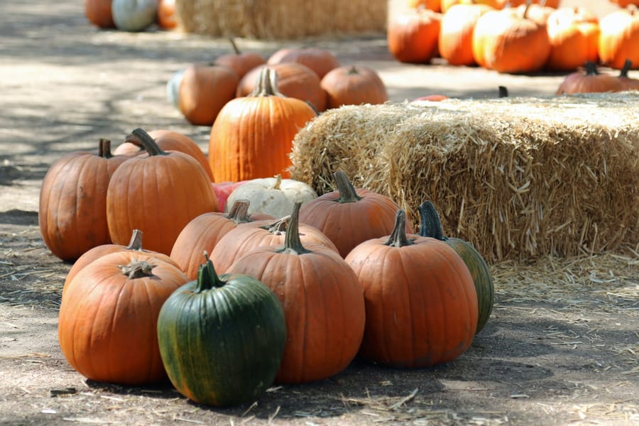 Photo for FBCBC Pumpkin Patch