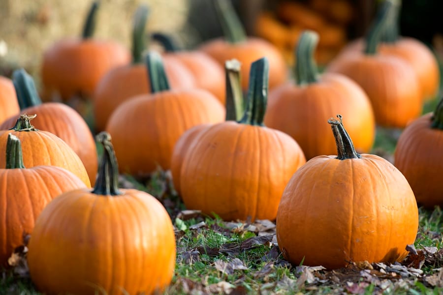 Photo for NAC Pumpkin Patch